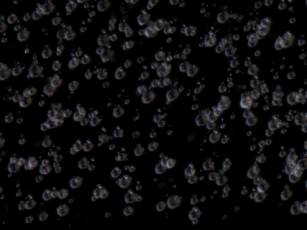 4K Bubbles Overlay Effect Free Download || Free Overlay Effect For Editing