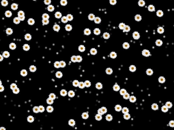4K Floating Daisy Flowers Overlay Effect Free Download || Overlay Effect For Editing