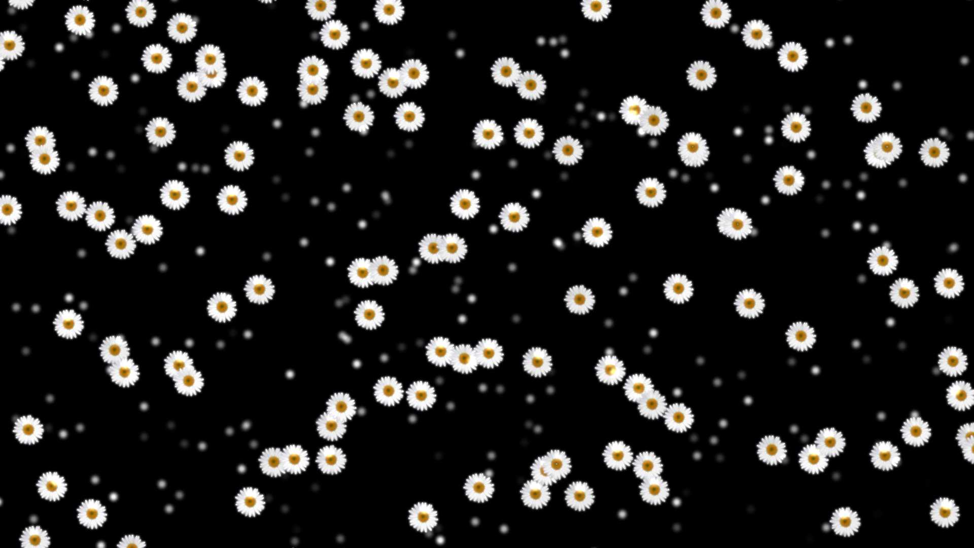 4K Floating Daisy Flowers Overlay Effect Free Download || Overlay Effect For Editing