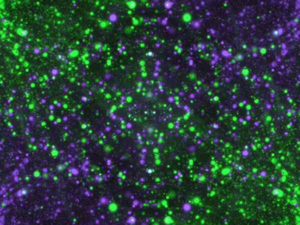 4K Green & Purple Particles Looped Motion Background || Free To Use 4K Screensaver
